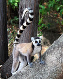 Ringtail Lemur in Action - Linda Topping
