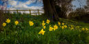Roadside Daffodils - David Tyrrell