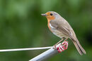Robin on the Line - Luciano Ocesca