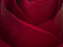 Rosebud - Chris Saunders
