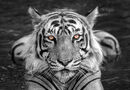 Royal Stare - Jiti Chadha