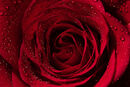 Ruby Rose - Carole Milligan