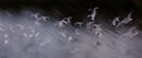 Seagulls in Flight - Anila Hussain