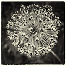 Seed head - Alan Simpson
