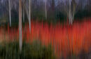 Seeing the Woods through the Trees - Anila Hussain