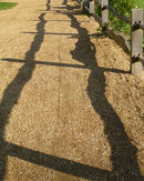 Shadows - Norman Olley.pg