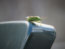 Shield back beetle 1 - Steve Freeder