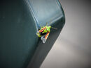 Shield back beetle 2 - Steve Freeder