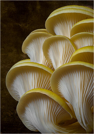 Shitakes Fungi - David Tyrrell
