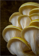 Shitakes Fungi - David Tyrrell