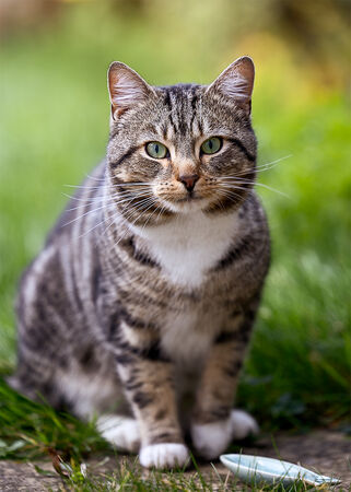 Simba in the garden - Ashley N