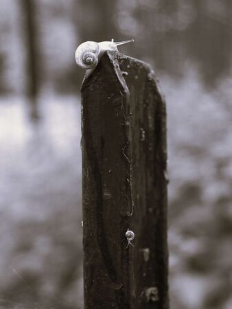 Slow Summit - Elia silva