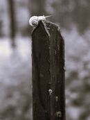 Slow Summit - Elia silva