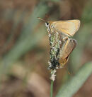 Small Skippers - Lynn Saunders