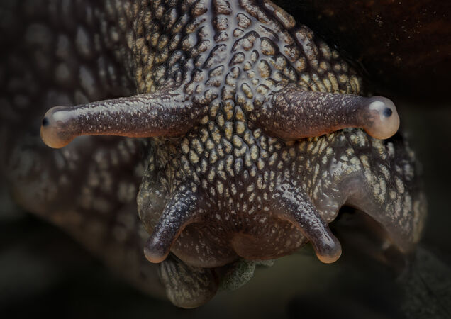 Snail moustache - Ed Ad
