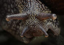 Snail moustache - Ed Ad