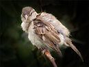Sparrow having a bad hair day Bob Gibbons