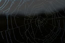 Spider Web - Hank Bishop
