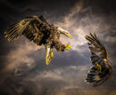 Spirit in the Sky - George Mayne