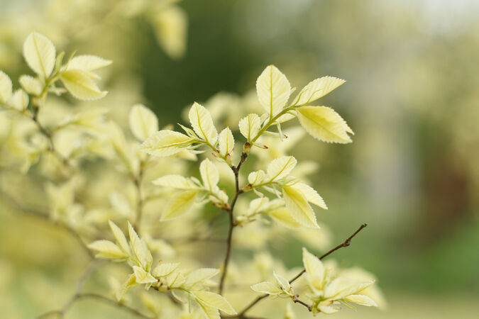 Spring Elm - K Wright