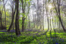 Spring in Bluebell Wood - Luciano Ocesca