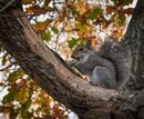 Squirrel Eating - Peter Bills