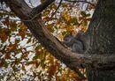 Squirrel eating in the Tree - PeterBills