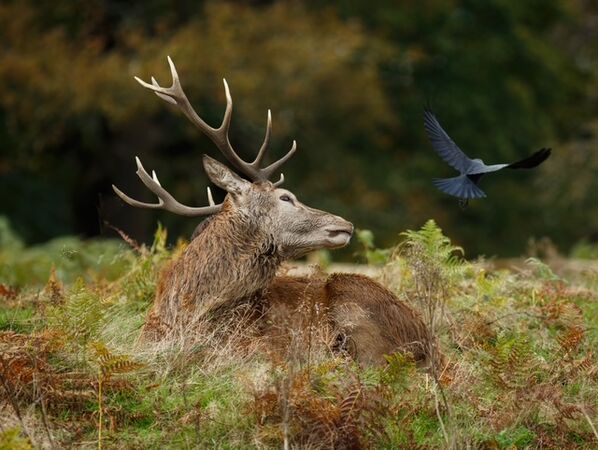 Stag Sees Off Crow - K Wright