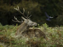 Stag Sees Off Crow - K Wright