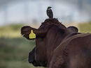Starling On Lookout - Jim Williams