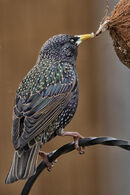 Starling at Lunch - Jim Williams