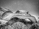 Stingray, Galappagos - Hank Bishop