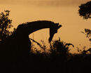 Sunset in Kruger - Anuraj T