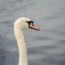 Swan - Chris Saunders