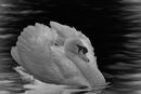 Swan - Luciano