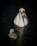 Swan & Cygnet - Ajay Prasannan