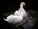 Swan grooming the cob - Bob Gibbons