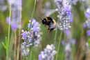 Sweet Lavender - Cheri Smith
