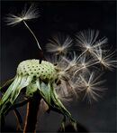 Taraxacum (Dandelion) - Alan Taylor