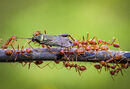 Teamwork - Jiti Chadha