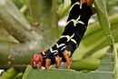 Tetrio Sphynx Catapilla - Roy Parsons