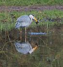 The Herons Breakfast - Lynn Saunders
