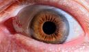 The Human Eye - Ray Benn