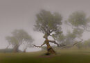 The Witch Tree - David Tyrrell