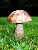 There's a Mushroom on the Horizon - Linda Topping
