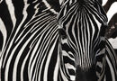 This Is A Zebra - Anthony Rosner