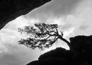 Thoughtful Tree - Linda Topping