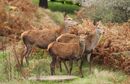 Three Fawns - Sue Rosner