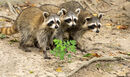 Three Racoons - Sue Rosner