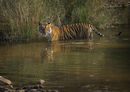 Tiger, Ranthambore - Arnie Gobel